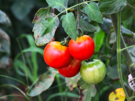 農薬を使わずに育てられたトマト