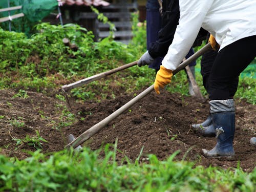 地域住民から農作業を教わる移住体験