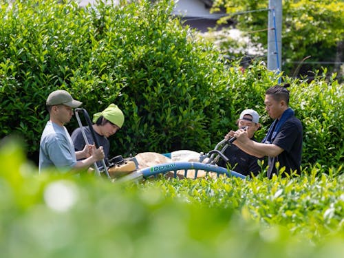 地域のひとのお茶摘みをお手伝い。交流をとおして地域の人と繋がることも自身の活動が広がるきっかけになります。