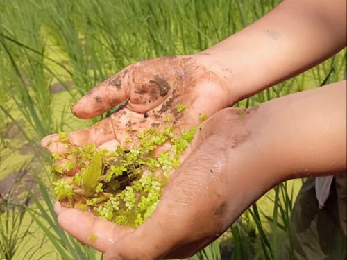 草とりの中に子ども達の気づきがいっぱい