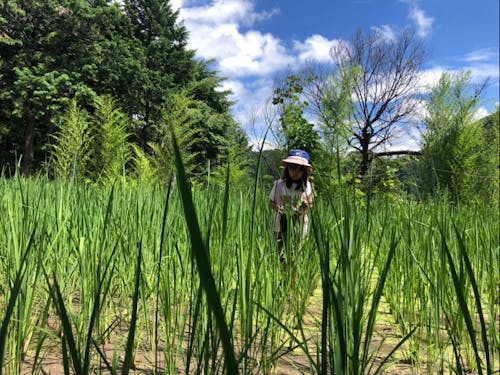 子どもたちも田んぼでワイワイ!楽しく!