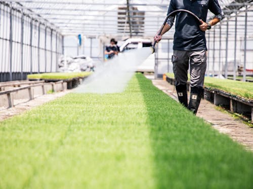 欠かさず水やりをして苗を育てていきます