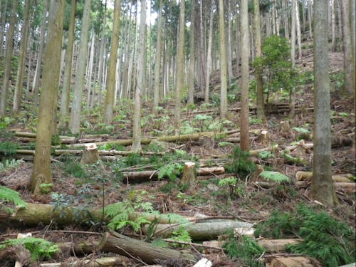 手入れした後の健全な森林（間伐作業後）