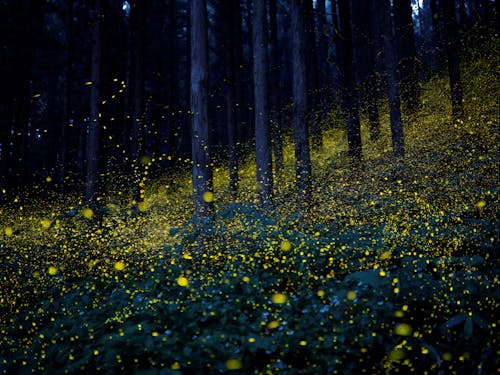 【日南町が誇る宝】全国有数のホタル観賞地である「福万来ホタル乃国」