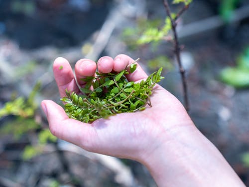 材料を収穫するところから体験できるのも魅力です。