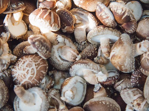 村の特産品である原木しいたけ