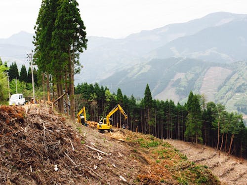 林業の作業現場
