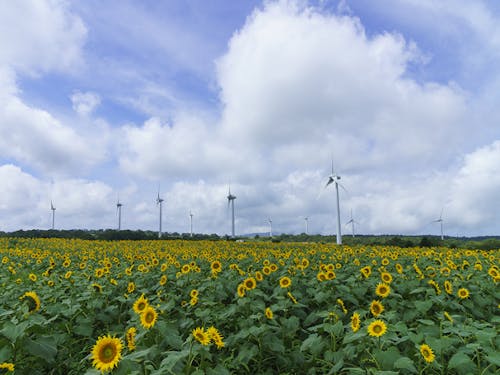 布引風の高原のひまわり
