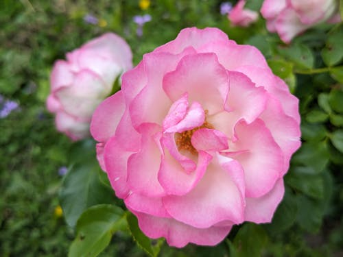 お花が好きな人にはたまらない四季折々の花が咲いています!