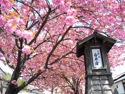 渋川市の春の名所、白井宿の八重桜
