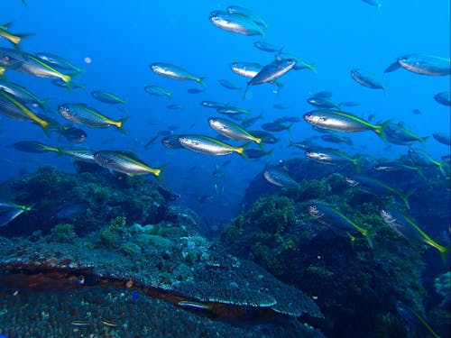 釣り好きにはたまらない!とっておきの磯場へ。Ⓒ三宅島観光協会