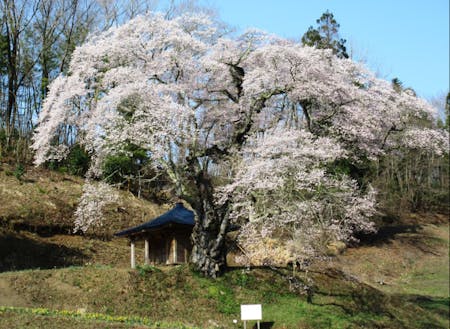 美しい山里筆甫に咲く樹齢450年のウバヒガン桜