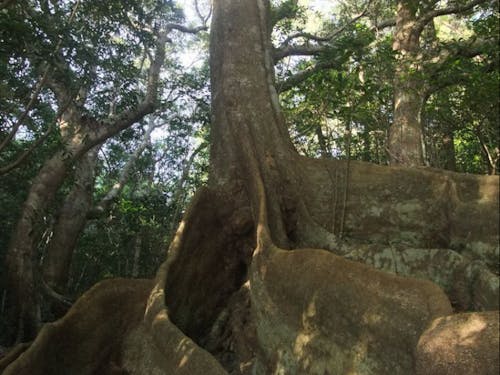 オキナワウラジロガシ