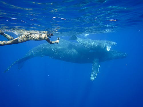 クジラと一緒に泳ぐことも!