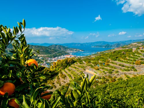 美味しいみかんに必要な3要素(太陽・海・段々畑)