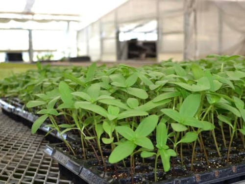 苗づくりは大事な作業です!