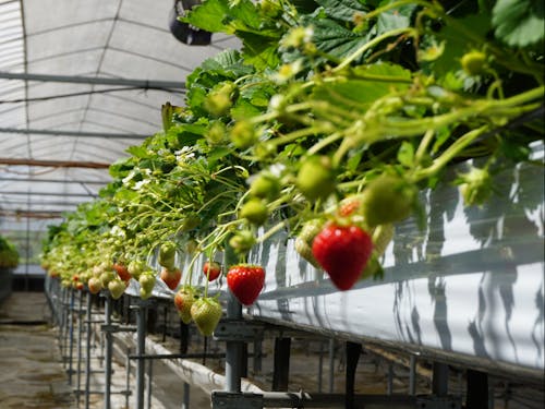 夏でも涼しい環境のため1年を通してイチゴの生産が可能