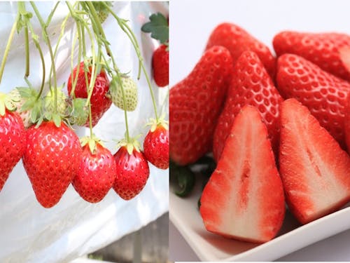 さぬきひめ / 女峰