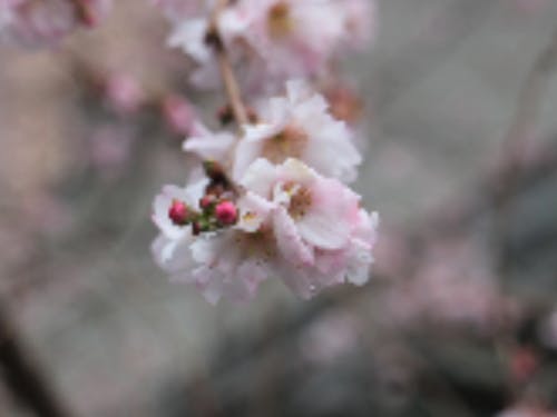 不断桜県天然記念物