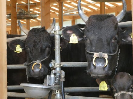 世界農業遺産「兵庫美方地域の但馬牛生産システム」