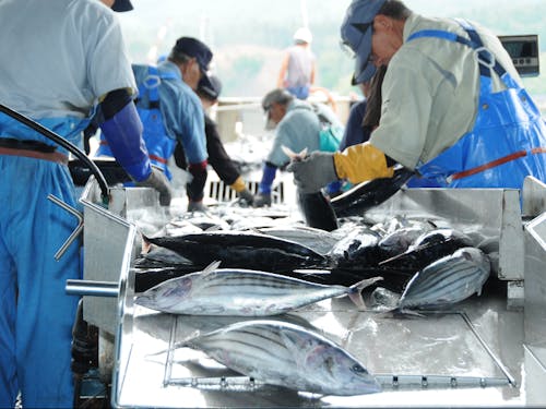 全国屈指の港町で、魚市場には毎日新鮮な魚が水揚げされます