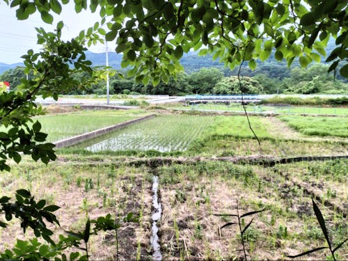 鈴木さん宅から見える田んぼ