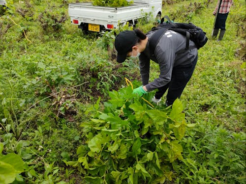 蚕のえさとなる桑の葉。桑園拡大をお願いします。