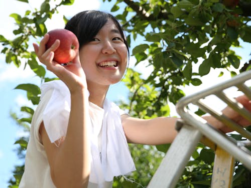 りんごを収穫している様子