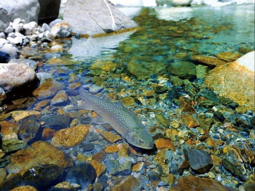 夏の清流は眺めるだけでも最高に涼しい!