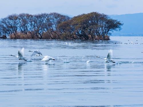 コハクチョウがいる琵琶湖がそばにある長浜市