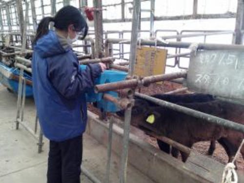 キャトルステーションで子牛を哺育・育成をします