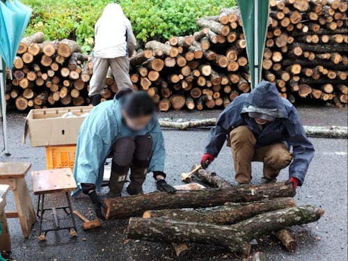 上山高原エコミュージアムでシイタケの植菌をお手伝い