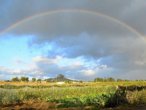 亜熱帯気候なのでスコールの後に虹がよく現れます!