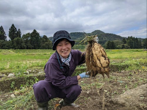 芋焼酎原材料「黄金千貫」収穫