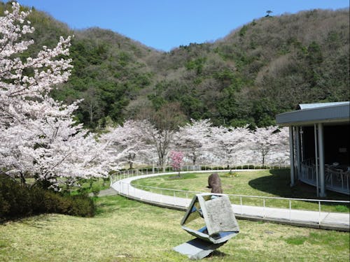 春は桜に囲まれた微絨間