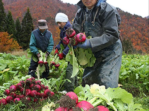 赤かぶの収穫