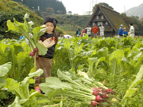 子供の力でも収穫できます