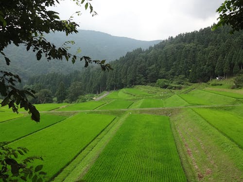 棚田が広がる中山間地域の竹野南地区