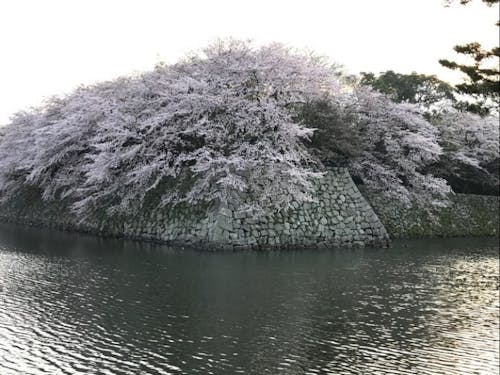 満開の桜が見ることができる彦根城