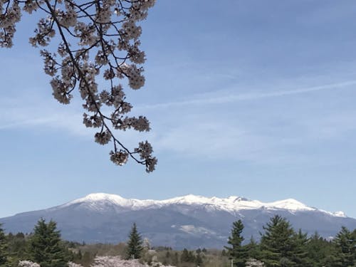 窓の外にこの景色。田舎は四季が目に見える。