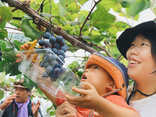ぶどうは一人1房お持ち帰りいただけます!