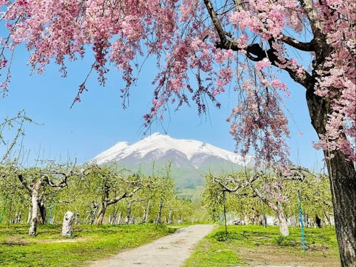 桜、りんご、津軽富士(岩木山)、春の三原色。