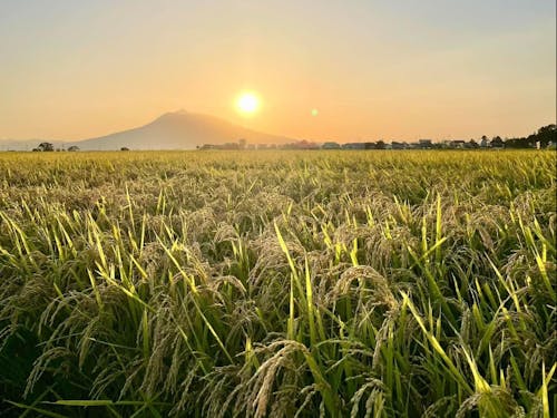 空と大地が、黄金色でつながる秋。