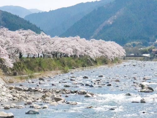 千代川の春の桜並木