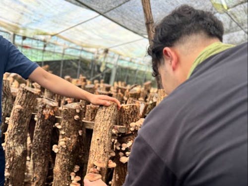 森林の循環サイクルとも密接に関係する原木椎茸栽培