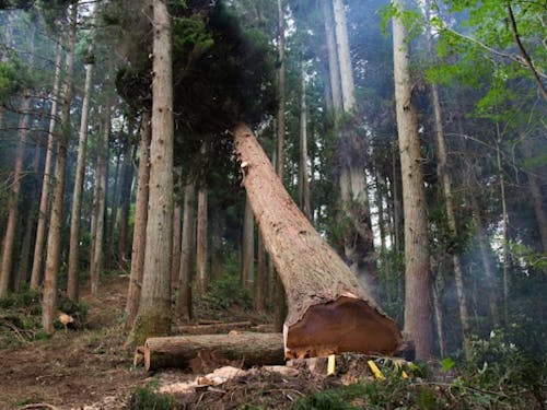 林業は地域の持続可能性と密接に関係している