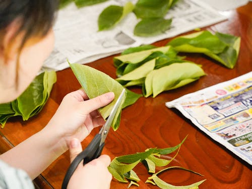 お家のそばに柿の木を植えられているお家が多く、葉っぱをとって拭き、大きさを整えて準備をします。紅葉のシーズンには柿の葉も彩りを変えて、また綺麗なんですよ。