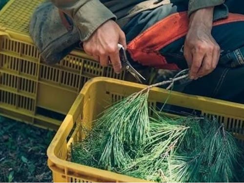 林業のトップシーズンは冬、体を動かしたり、たき火で暖をとったりすると、不思議と寒くないですよ