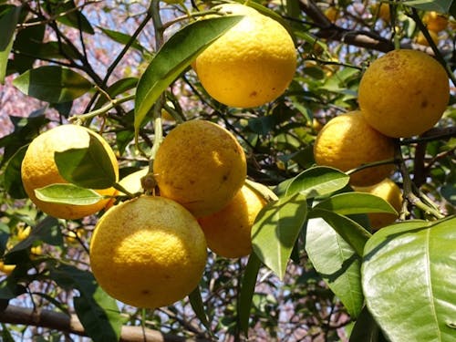 有名なゆずの産地です