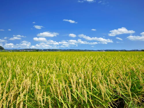 畑一面に広がる稲穂の写真です。